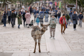 Japan Nara Deer