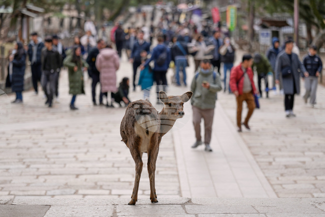 Japan Nara Deer