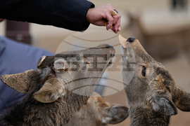 Japan Nara Deer