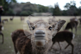 Japan Nara Deer