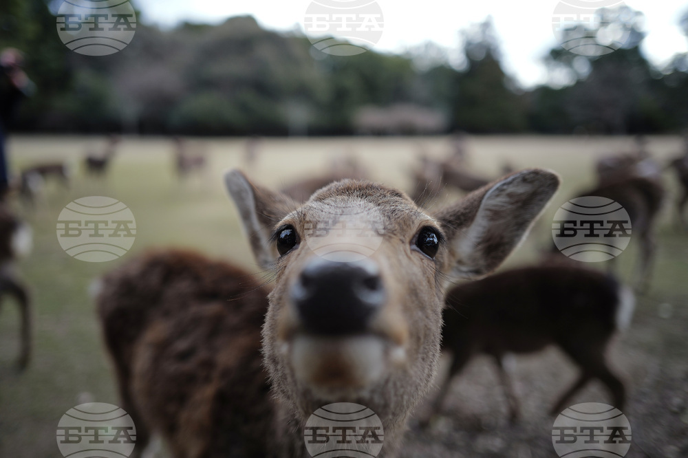 Japan Nara Deer