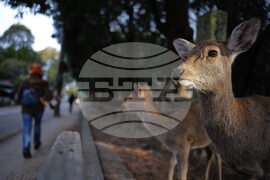 Japan Nara Deer