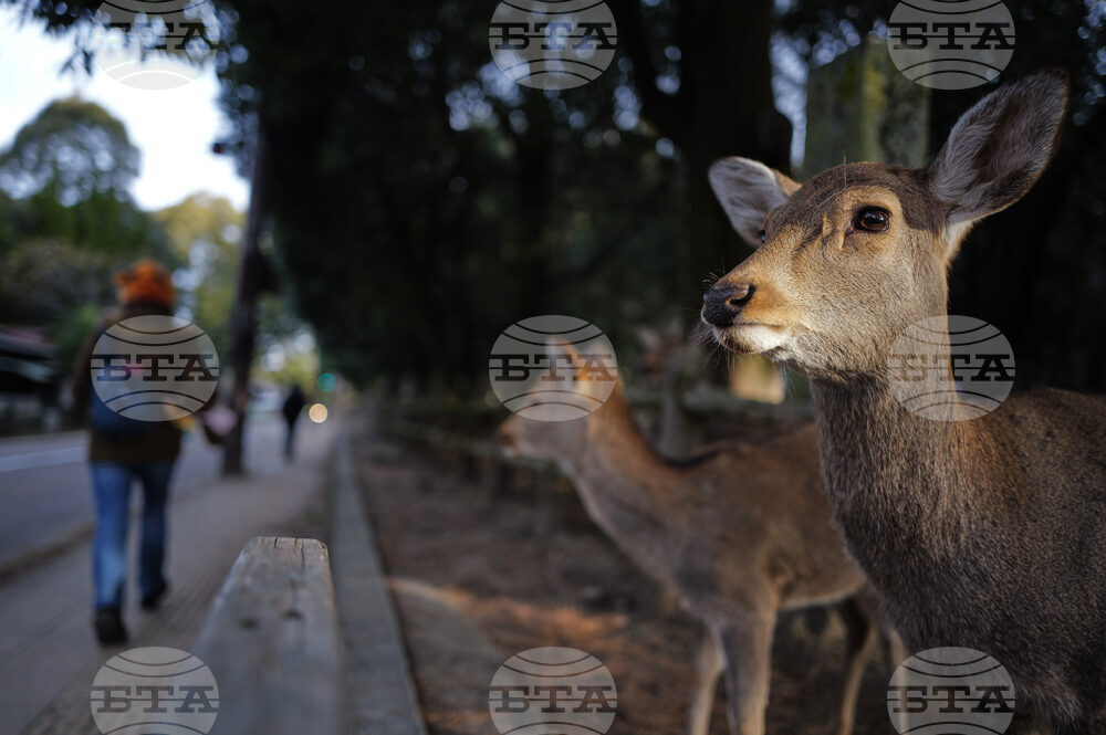 Japan Nara Deer