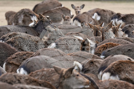 APTOPIX Japan Nara Deer