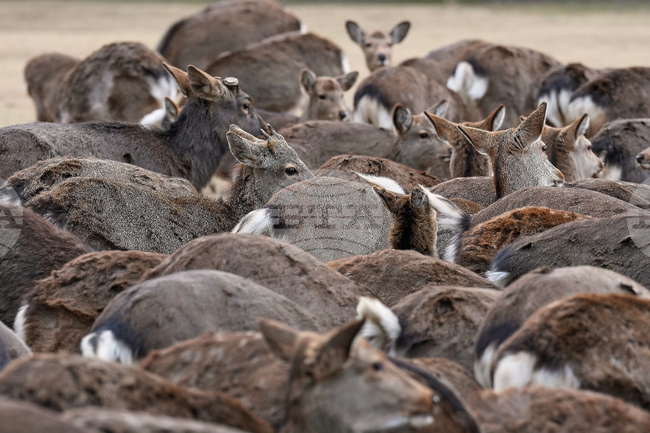 APTOPIX Japan Nara Deer