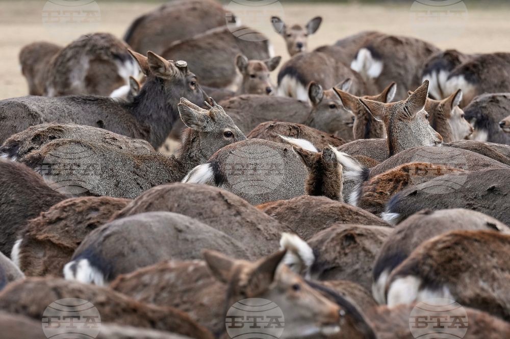APTOPIX Japan Nara Deer