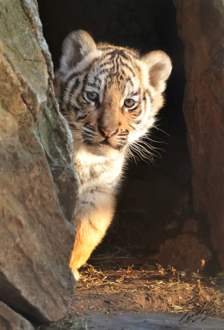 Община Стара Загора: Зоопарк Стара Загора търси име за малкото бенгалско тигърче
