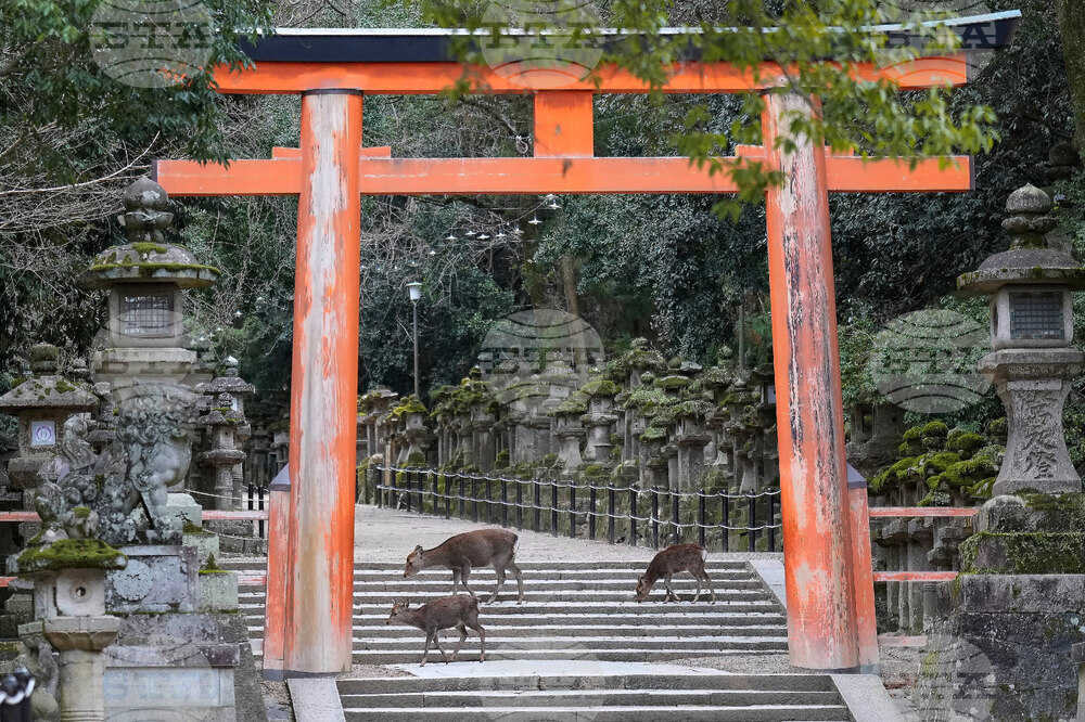 Japan Nara Deer