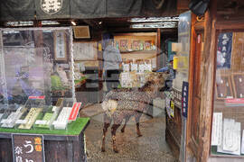 Japan Nara Deer