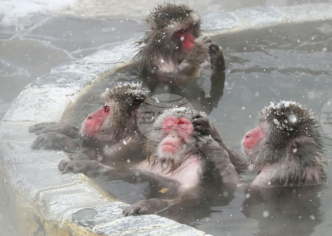 APTOPIX Japan Monkey