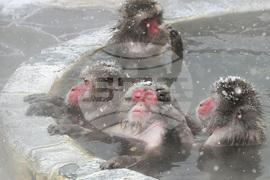 APTOPIX Japan Monkey