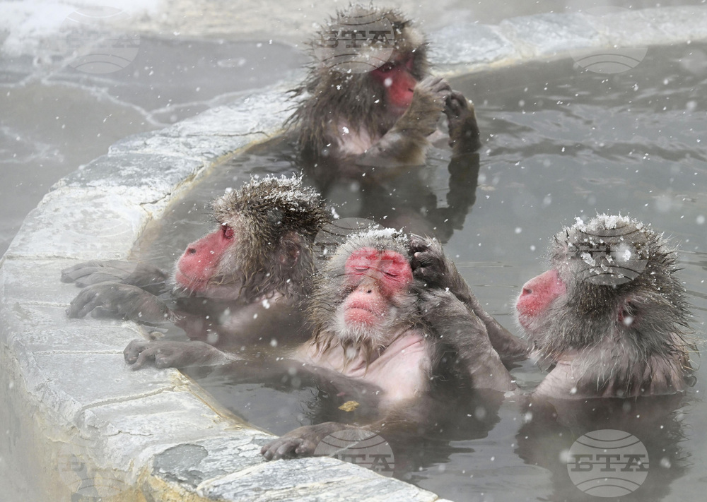 APTOPIX Japan Monkey