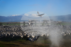 Israel Migrant Birds