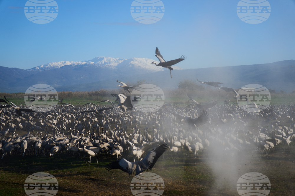 Israel Migrant Birds