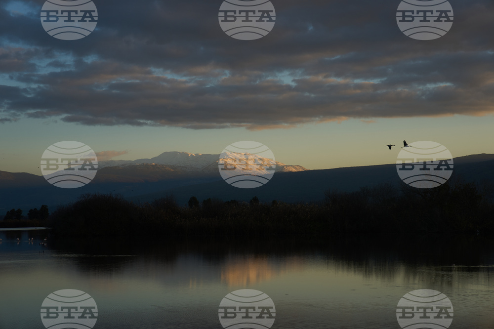 Israel Migrant Birds