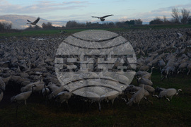 Israel Migrant Birds