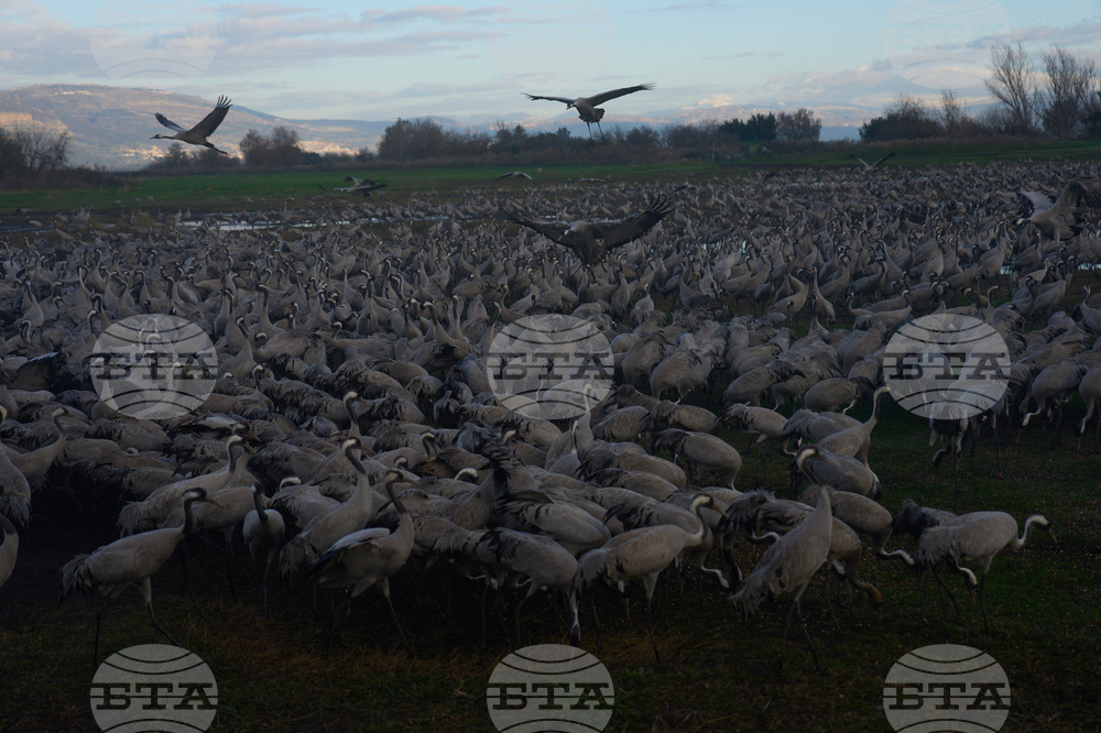 Israel Migrant Birds