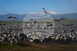 Israel Migrant Birds