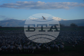 Israel Migrant Birds