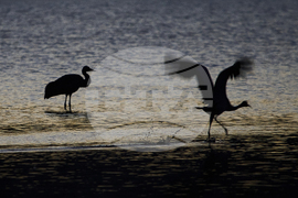 Israel Migrant Birds