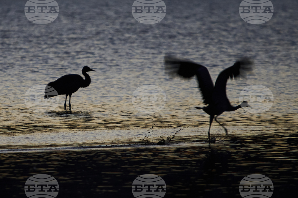 Israel Migrant Birds