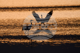 Israel Migrant Birds