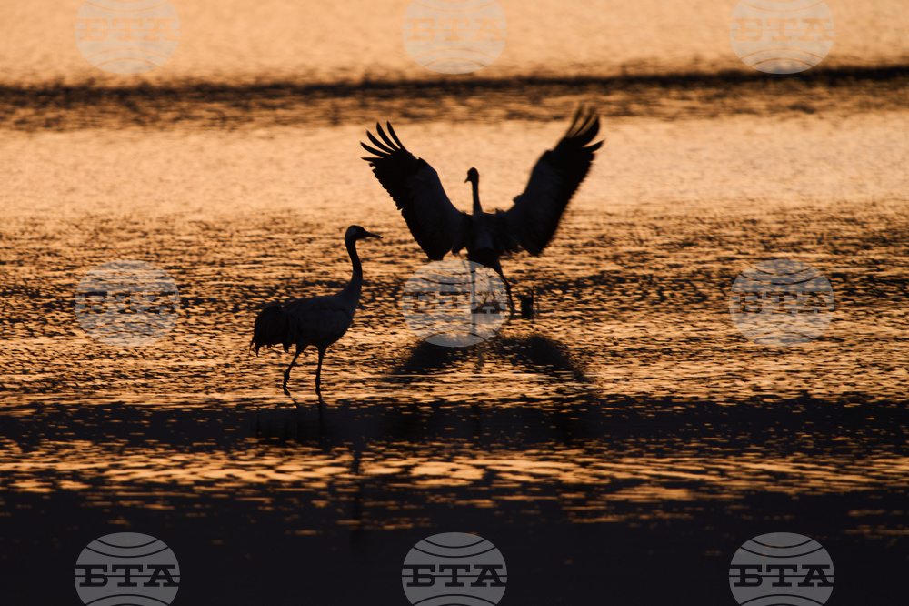 Israel Migrant Birds