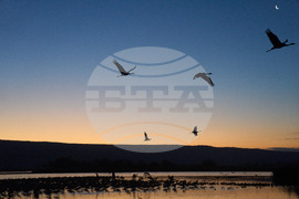 Israel Migrant Birds