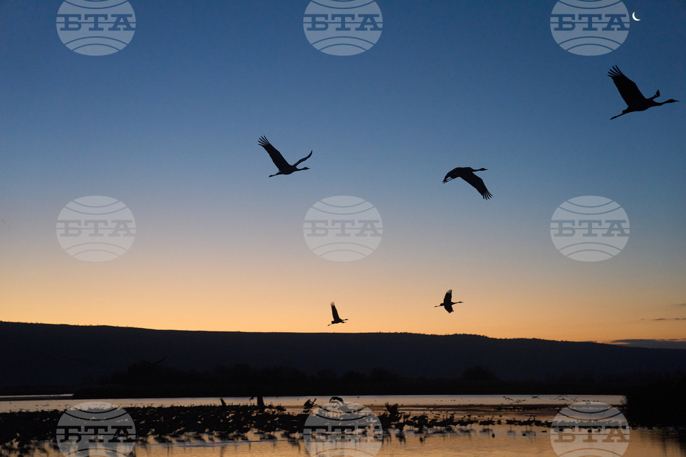 Israel Migrant Birds