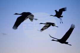 Israel Migrant Birds