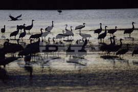 Israel Migrant Birds