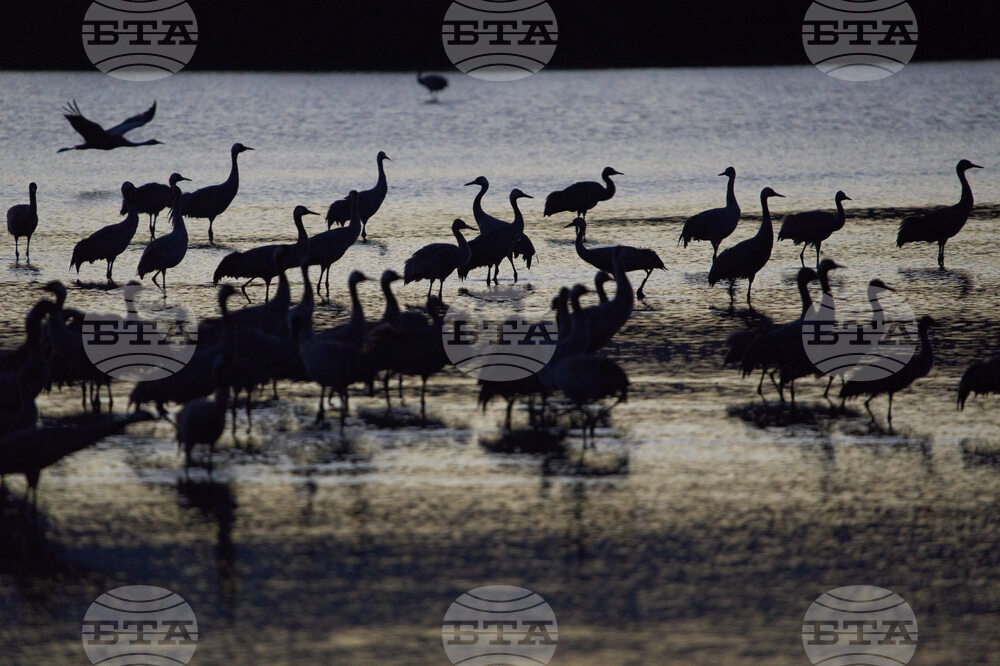 Israel Migrant Birds