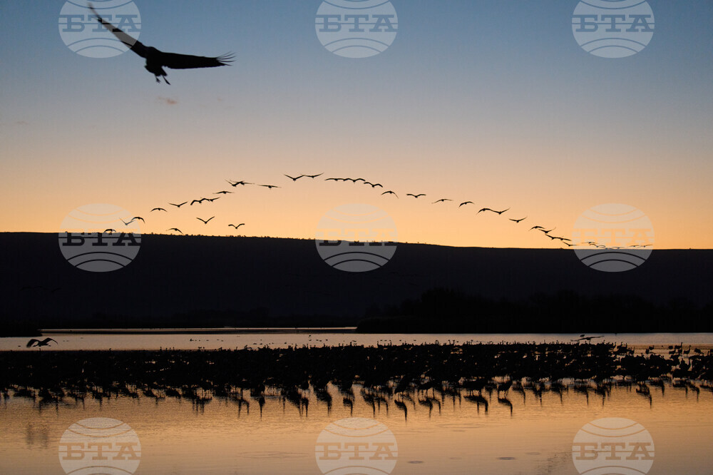 Israel Migrant Birds