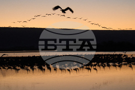 Israel Migrant Birds