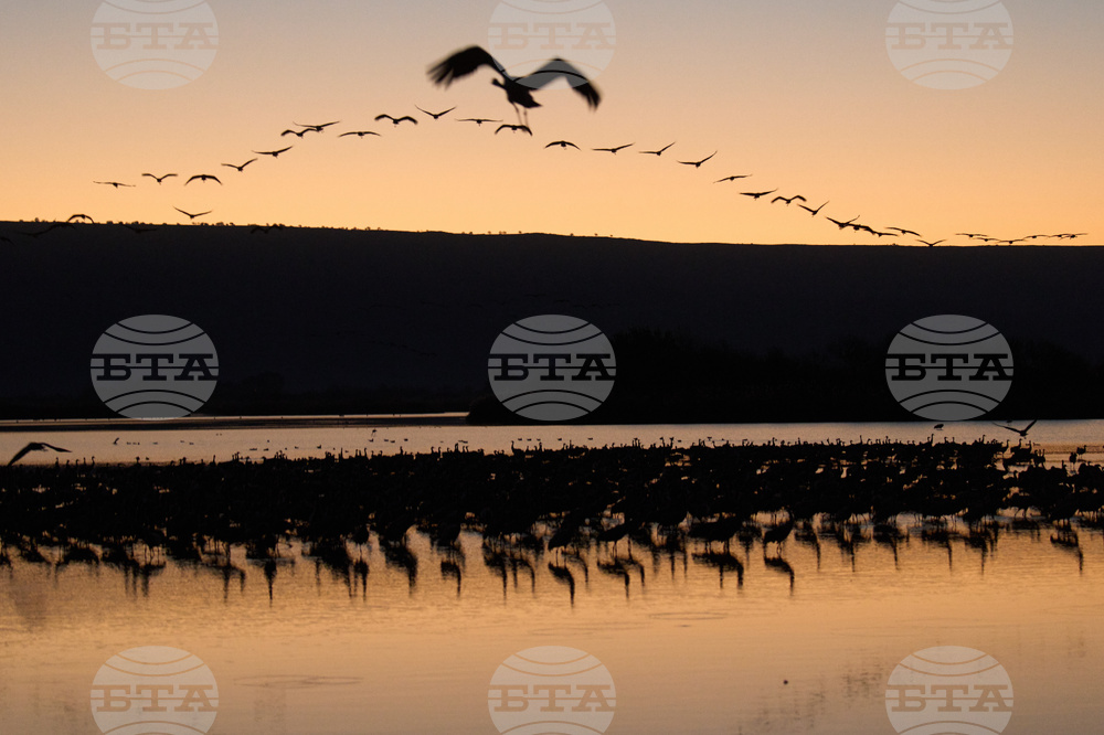 Israel Migrant Birds