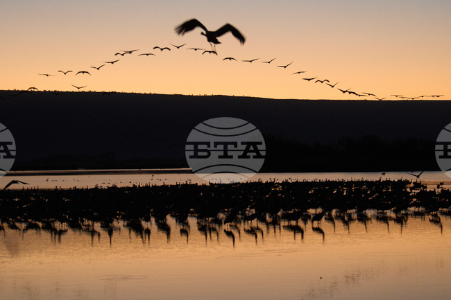 APTOPIX Israel Migrant Birds