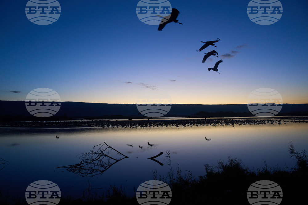 Israel Migrant Birds