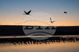 Israel Migrant Birds