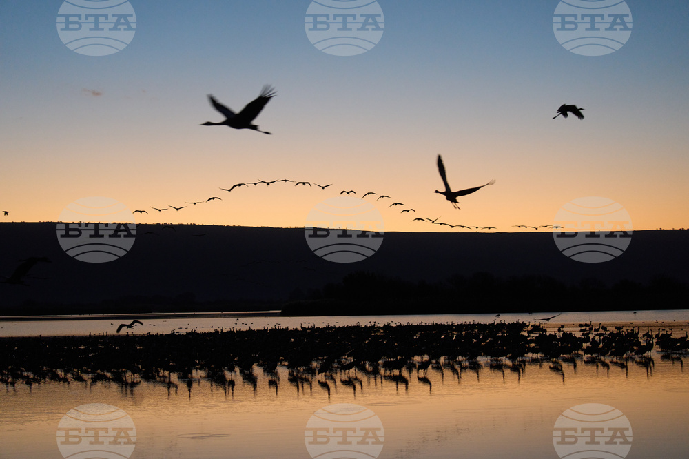 Israel Migrant Birds