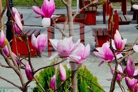 Видин - топло време