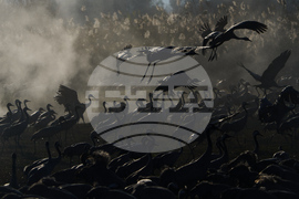 Israel Migrant Birds