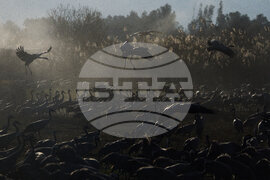 Israel Migrant Birds