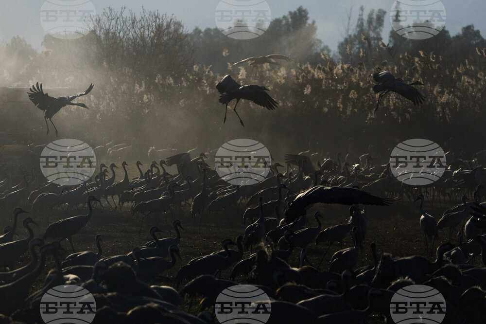 Israel Migrant Birds