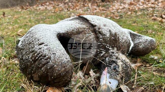 За по-ефективно разследване на отравянето на птици призовава екоминистерството след случая със загиналите лешояди