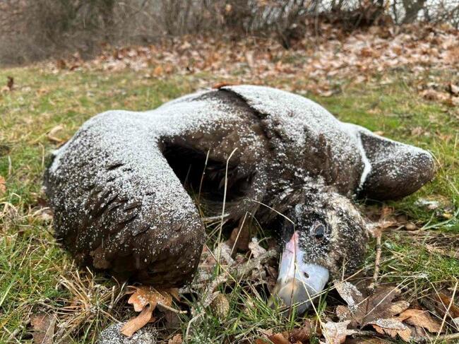 За по-ефективно разследване на отравянето на птици призовава екоминистерството след случая със загиналите лешояди