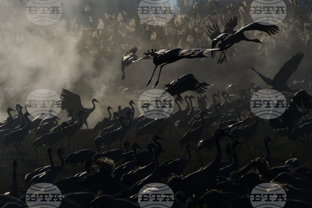 APTOPIX Israel Migrant Birds