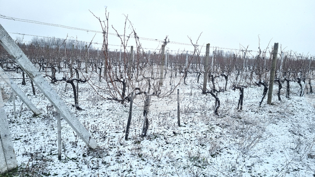 Бюрата по труда в област Търговище обявиха свободни позиции за агроном, логопед и управител 