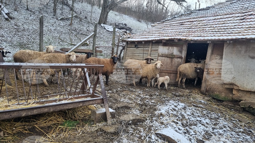 Районният съд в Търговище определи мярка „задържане под стража“ за мъж, обвинен за кражба на 20 овце
