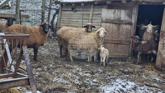 Двама мъже са привлечени към наказателна отговорност от Районната прокуратура в Търговище за кражба на селскостопански животни