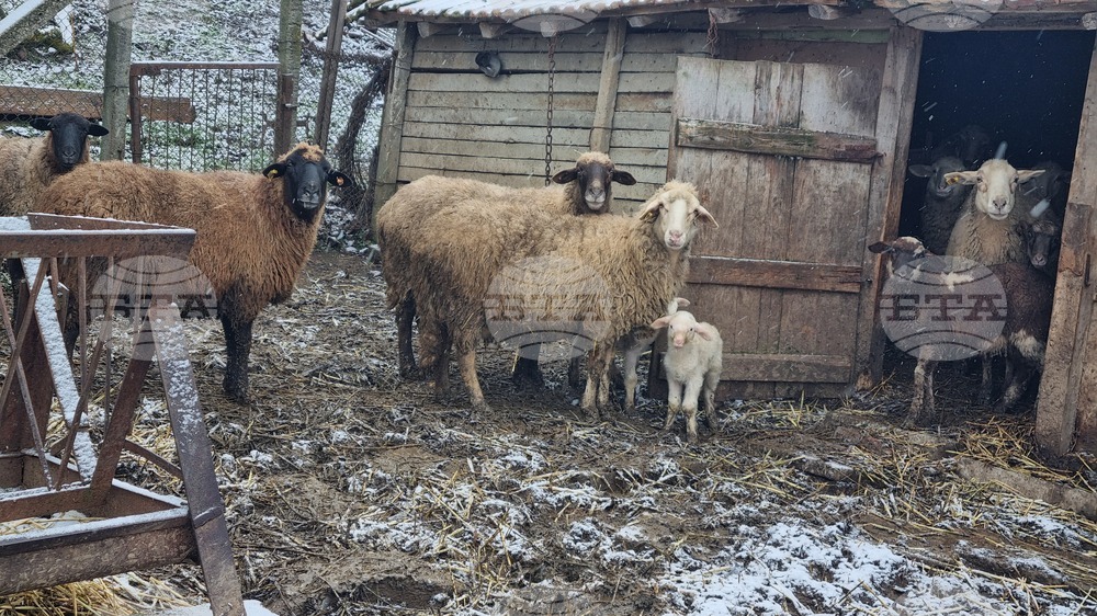 Двама мъже са привлечени към наказателна отговорност от Районната прокуратура в Търговище за кражба на селскостопански животни